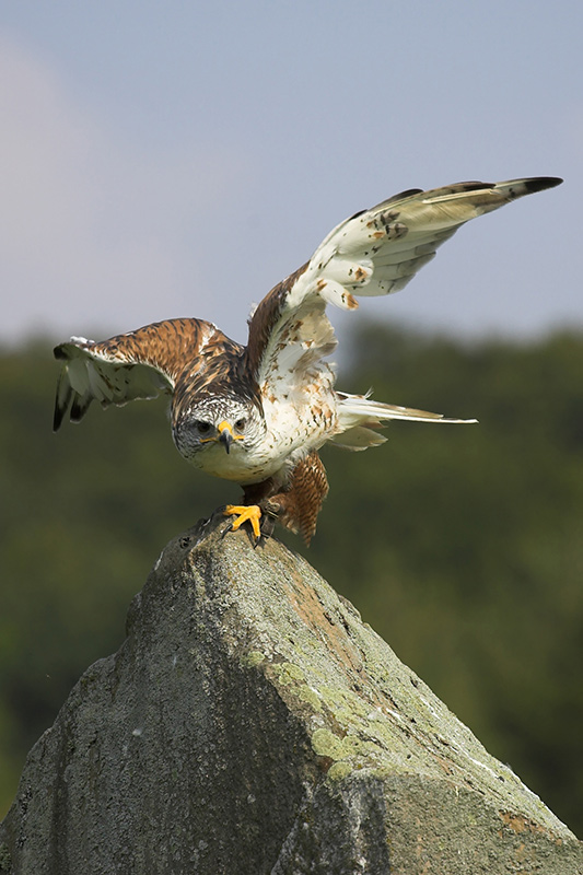 Kurz vor dem Absprung, Königsrauhfußbussard