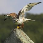 Kurz vor dem Absprung, Königsrauhfußbussard