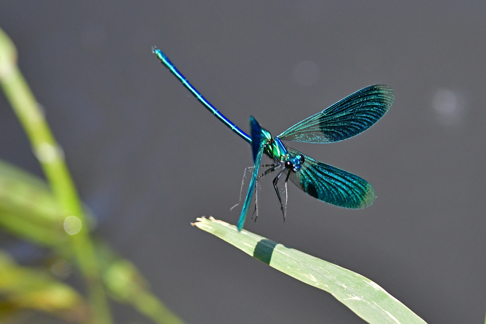 Kurz vor dem Aufsetzen: Gebänderte Prachtlibelle (Calopteryx splendens)