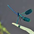 Kurz vor dem Aufsetzen: Gebänderte Prachtlibelle (Calopteryx splendens)