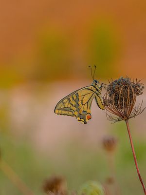 kurz vor dem Aufwachen