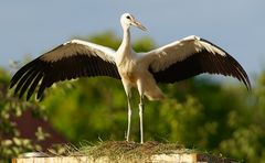 Kurz vor dem ersten Flug