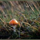 kurz vor dem ersten Frost Herbst 2006