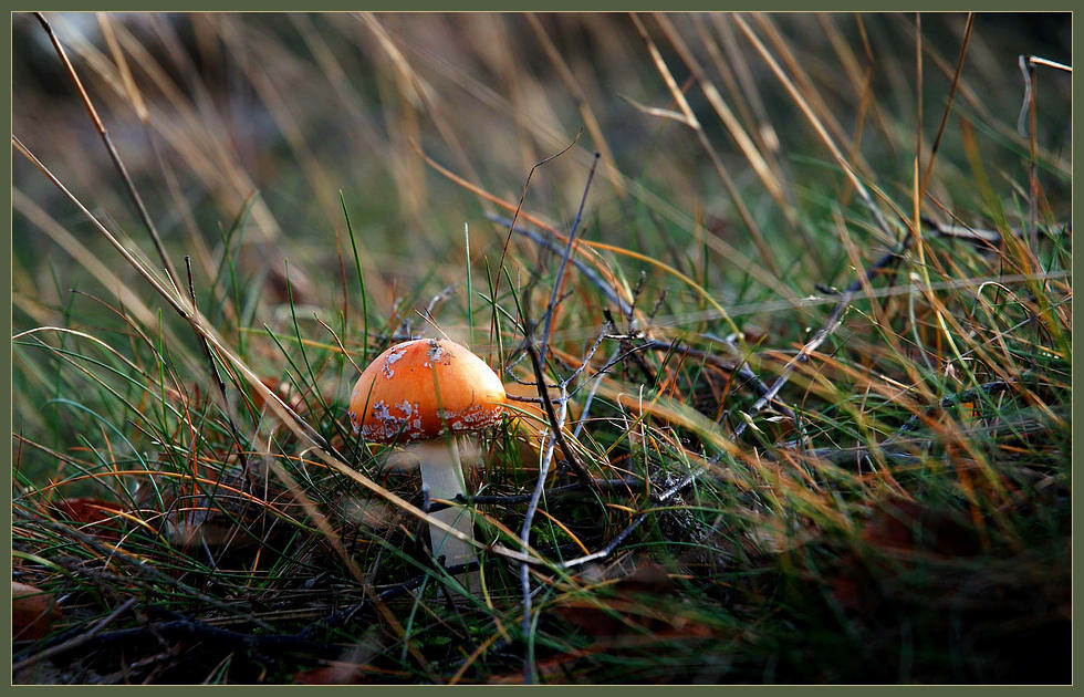 kurz vor dem ersten Frost Herbst 2006