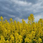 Kurz vor dem Gewitter 