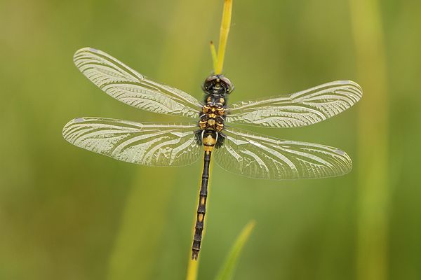 Kurz vor dem Jungfernflug