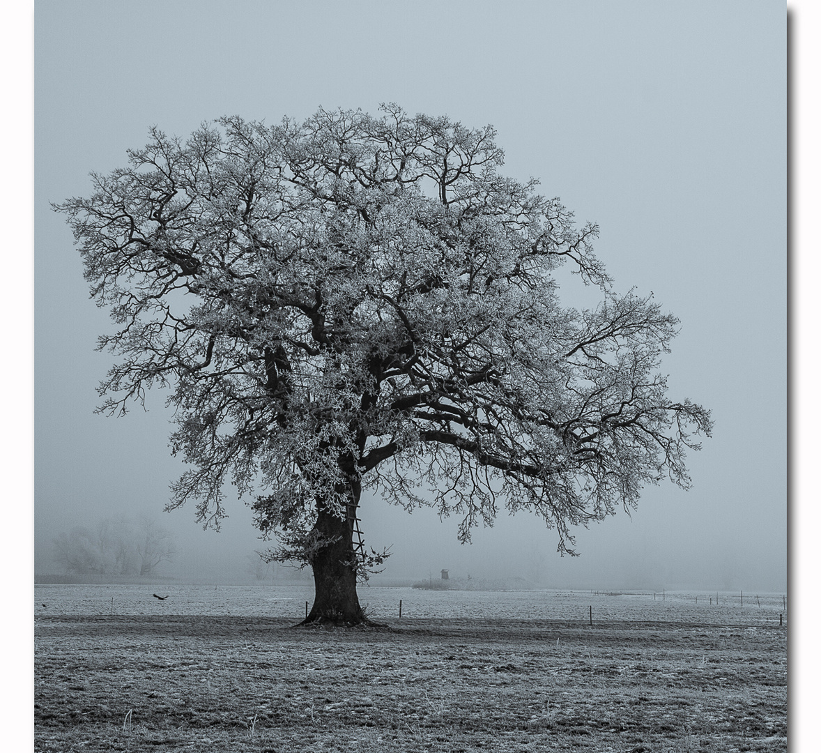 Kurz vor dem Schnee