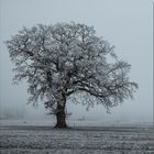 Kurz vor dem Schnee