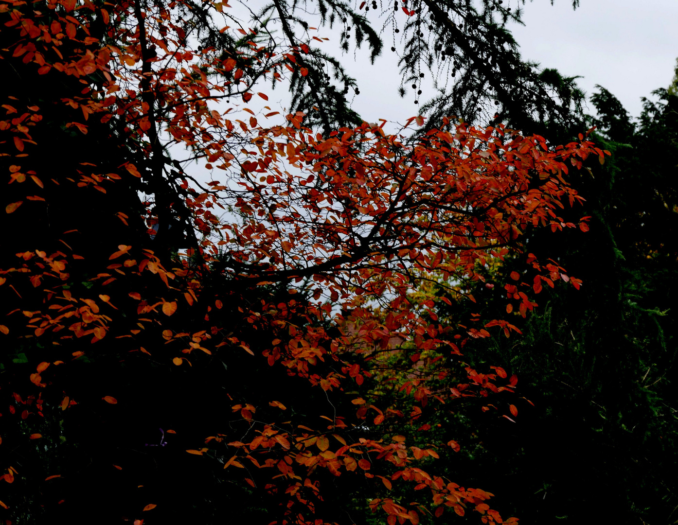  Kurz vor der Abenddämmerung - Herbststimmung im Stadtpark.