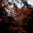  Kurz vor der Abenddämmerung - Herbststimmung im Stadtpark.