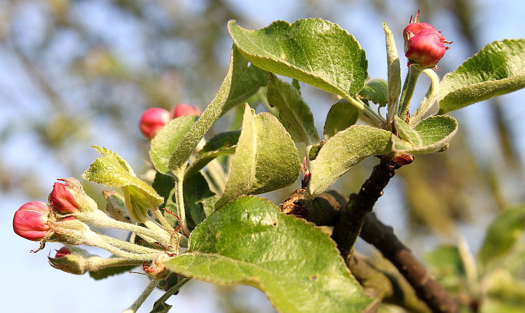 Kurz vor der Apfelblüte