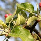 Kurz vor der Apfelblüte