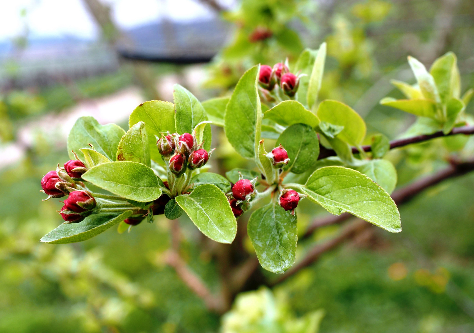 Kurz vor der Blüte