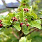 Kurz vor der Blüte