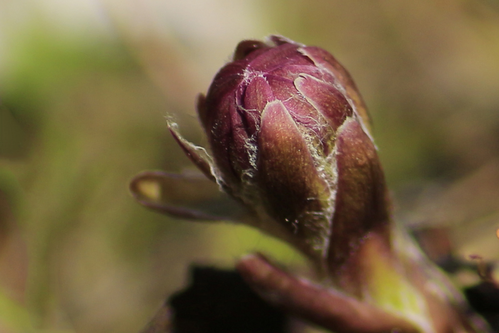 kurz vor der Blüte