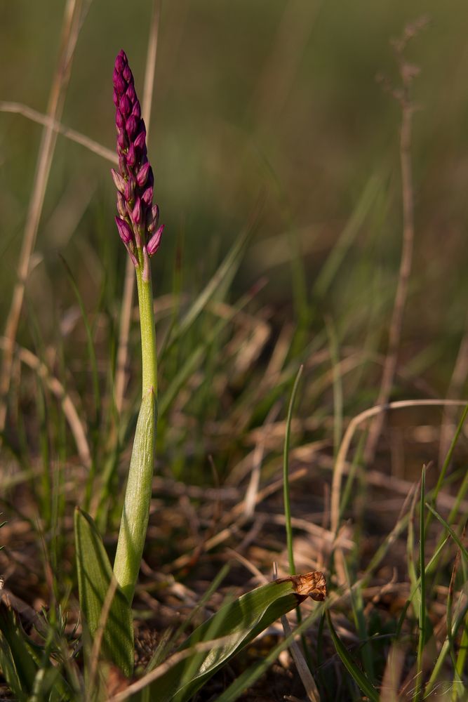 Kurz vor der Blüte...