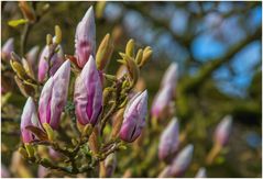 kurz vor der Blüte