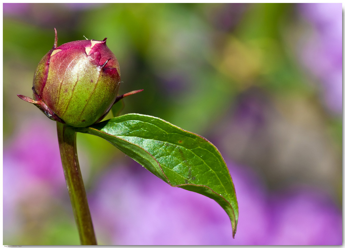 Kurz vor der Blüte