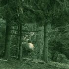 Kurz vor der Dunkelheit erscheint ein starker Hirsch
