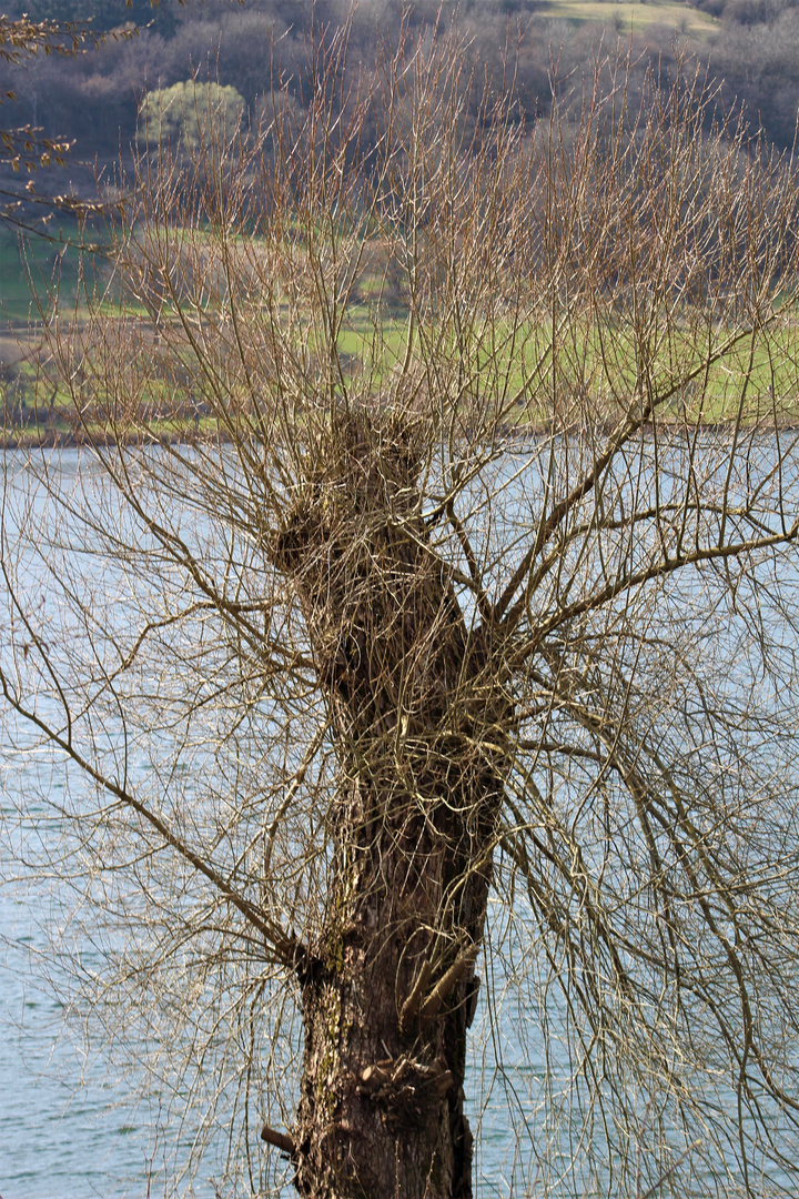 Kurz vor der Entfaltung am Laacher See