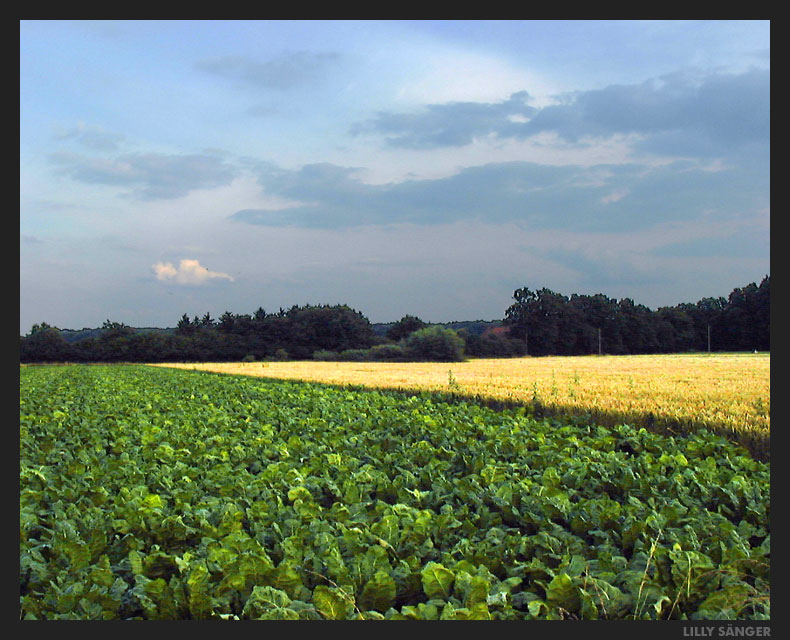 Kurz vor der Ernte