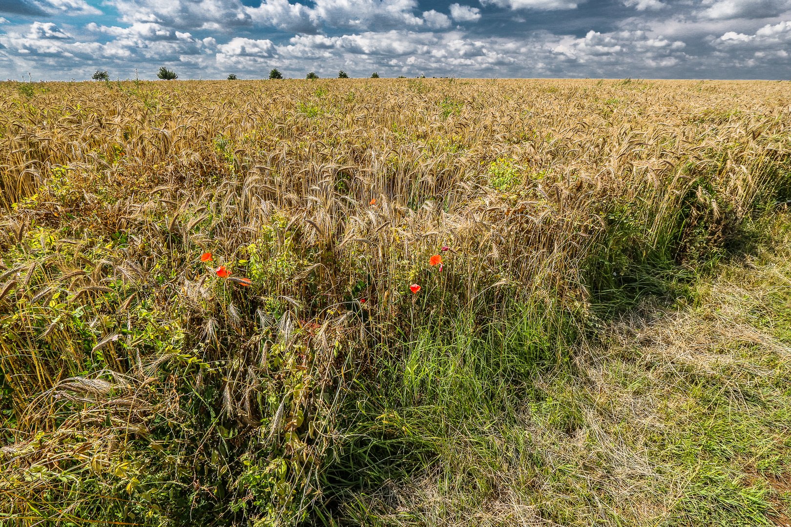 Kurz vor der Ernte