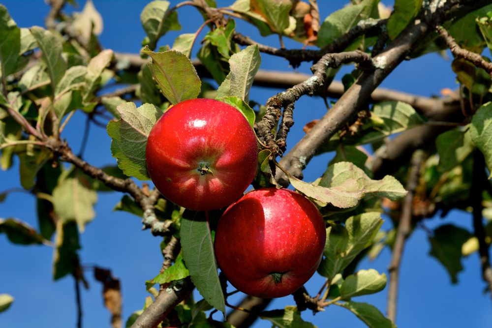 kurz vor der Ernte