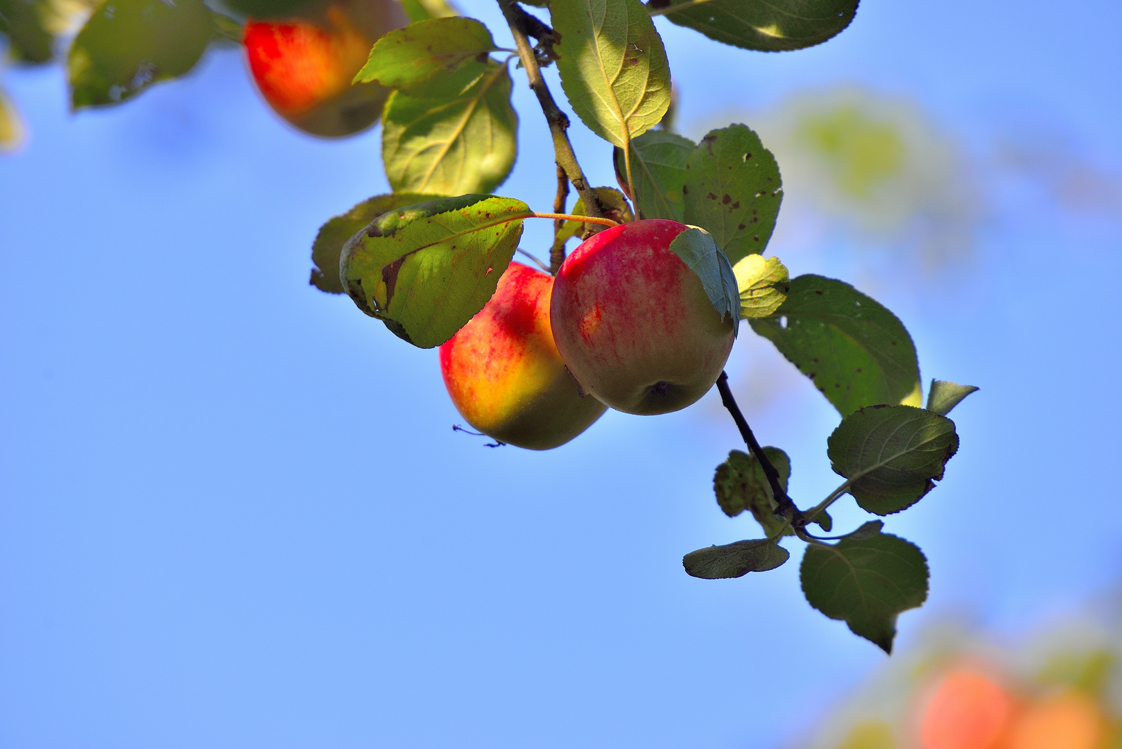 kurz vor der Ernte die letzten Sonnenstrahlen einfangen