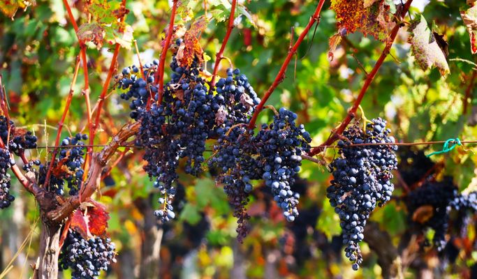 kurz vor der Ernte , dunkelblaue  Trauben 