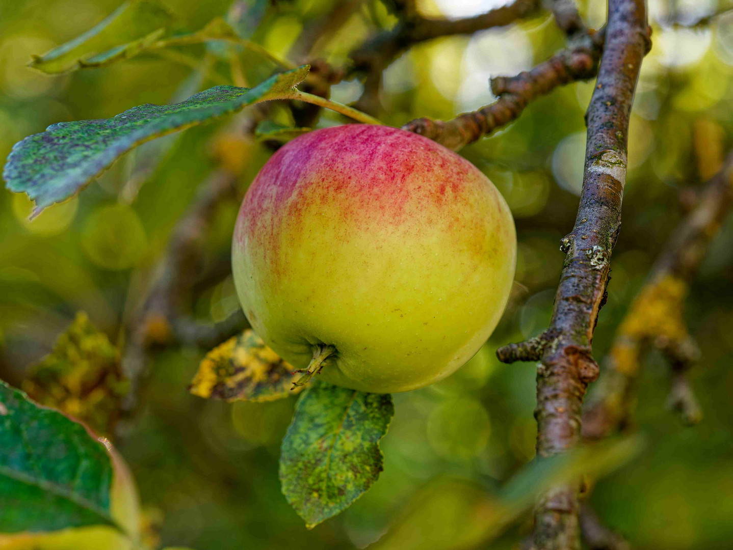 Kurz vor der Ernte