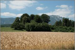 kurz vor der Ernte