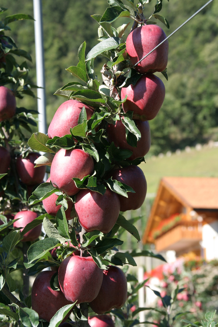 Kurz vor der Ernte in Südtirol