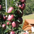 Kurz vor der Ernte in Südtirol