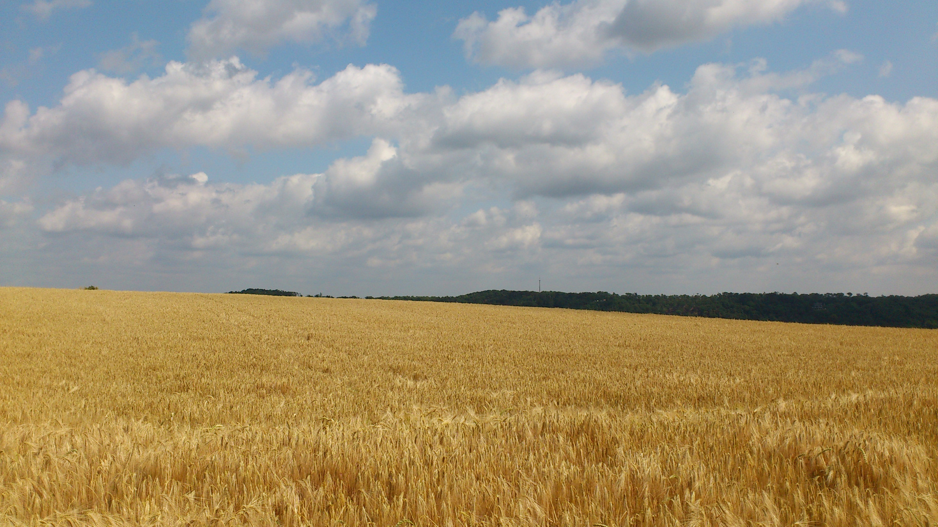 Kurz vor der Erntezeit