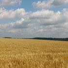 Kurz vor der Erntezeit