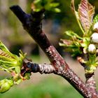 kurz vor der kirschblüte