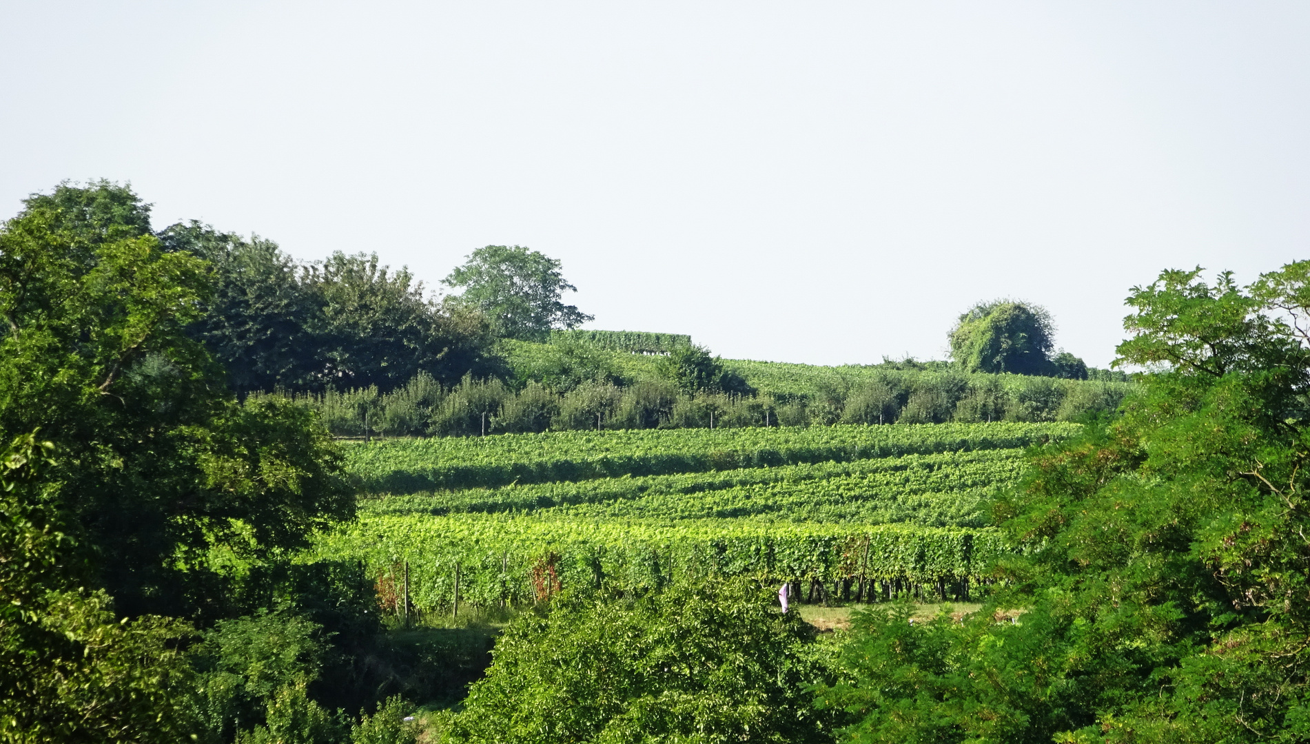 Kurz vor der Weinlese