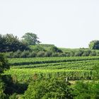 Kurz vor der Weinlese