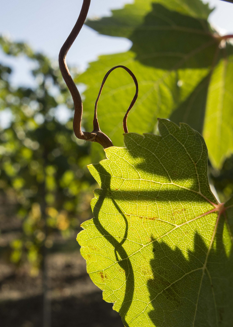 Kurz vor der Weinlese