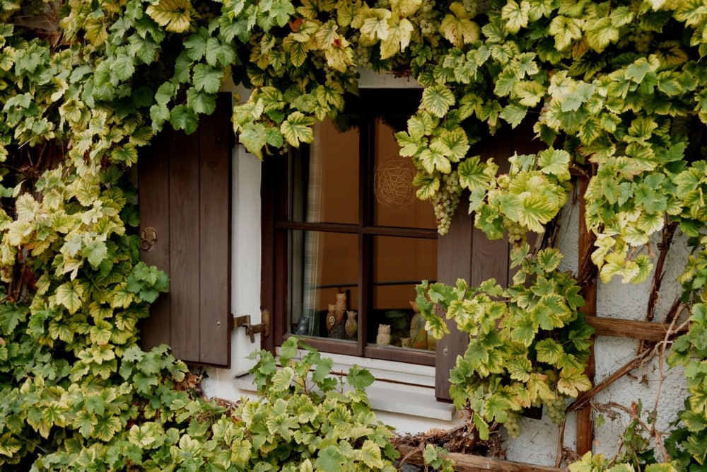 Kurz vor der Weinlese