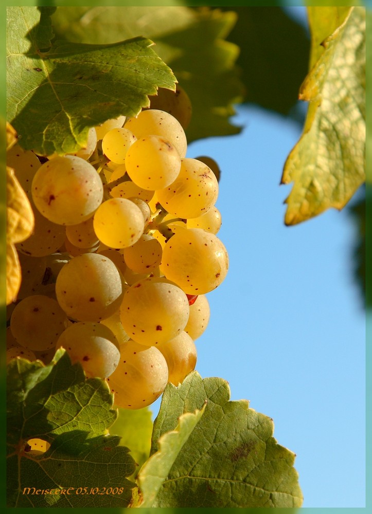 Kurz vor der Weinlese