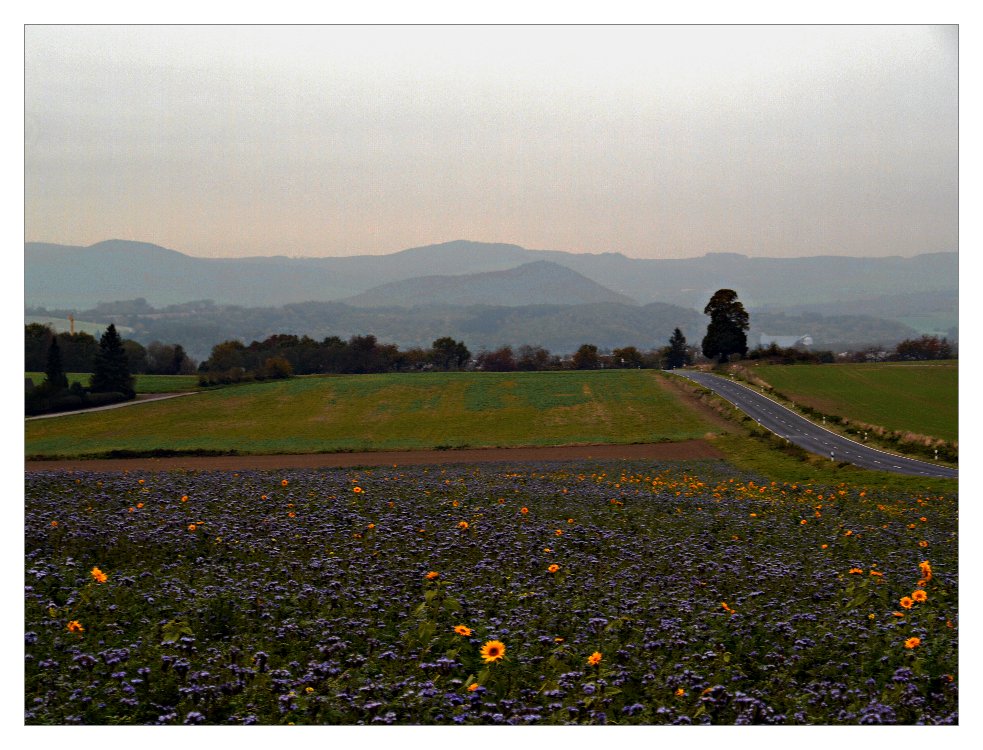 kurz vor Ende der Blumenpracht