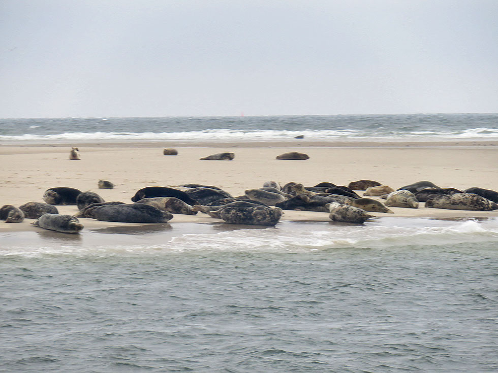 Kurz vor Föhr - Seehundbank