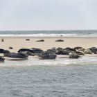 Kurz vor Föhr - Seehundbank