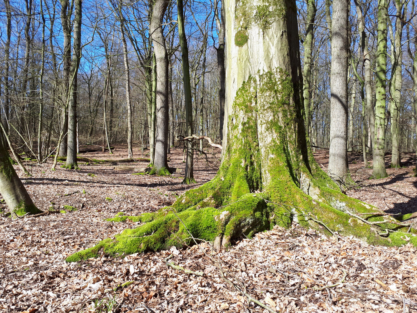 Kurz vor Frühling