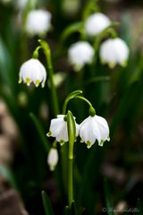 Kurz vor Frühling