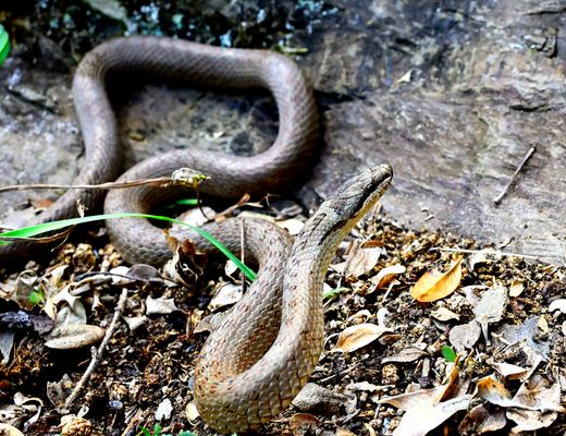 Kurz vor ihrer Flucht