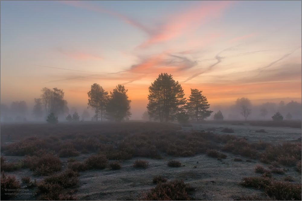 Kurz vor Sonnenaufgang in der Heide..