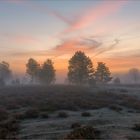 Kurz vor Sonnenaufgang in der Heide..