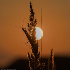 Kurz vor Sonnenuntergang......